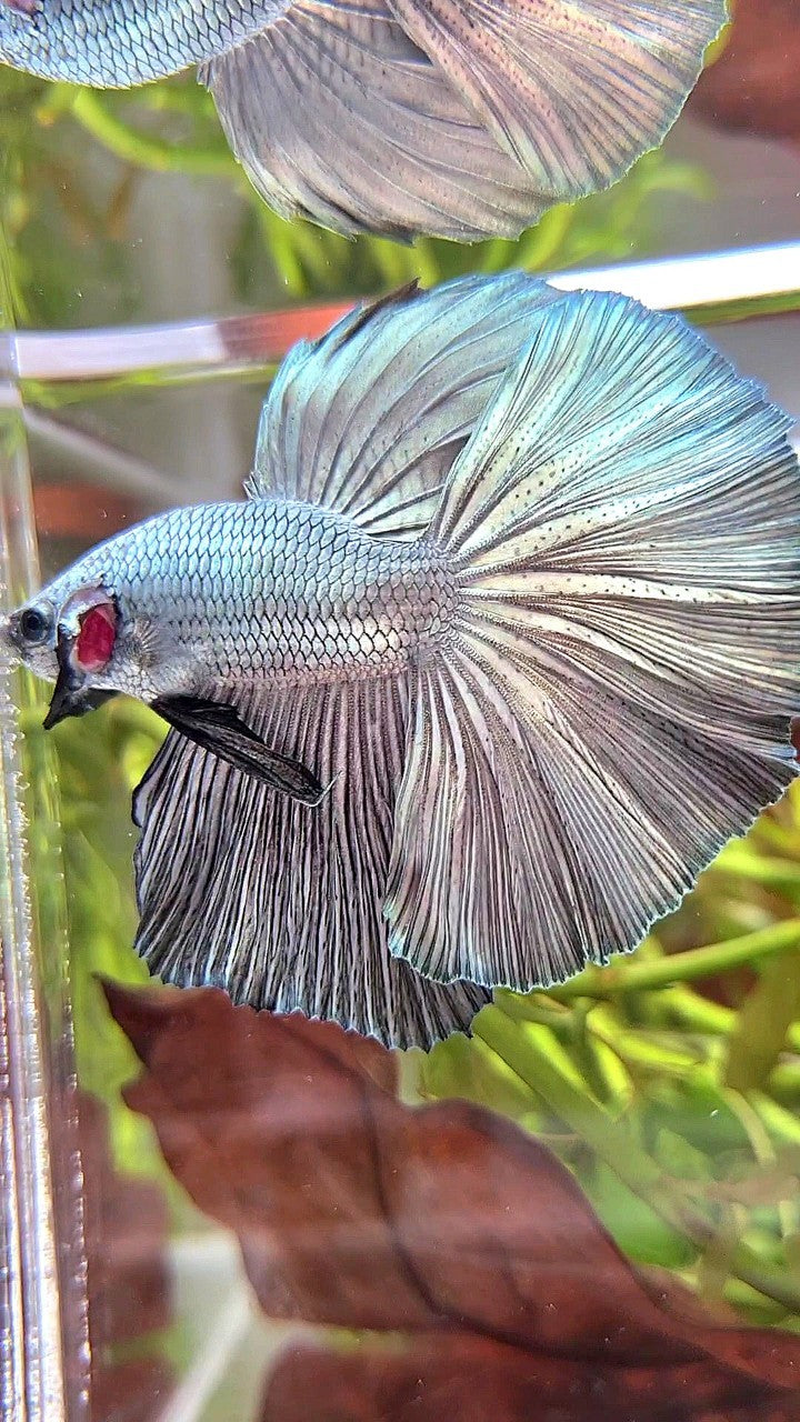 HALFMOON ROSETAIL SUPER COPPER LIGHT SOLID BETTA FISH