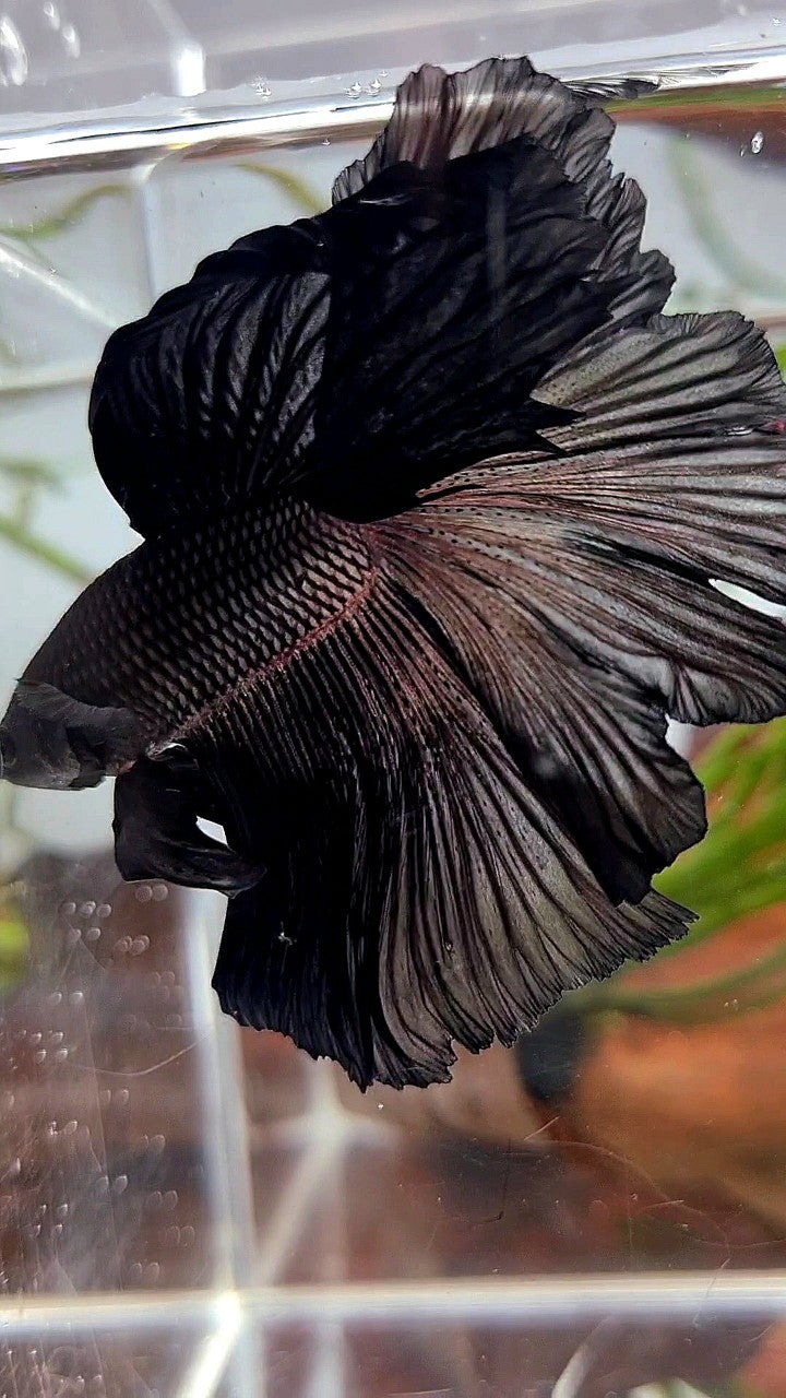 HALFMOON ROSETAIL SUPER BLACK BETTA FISH