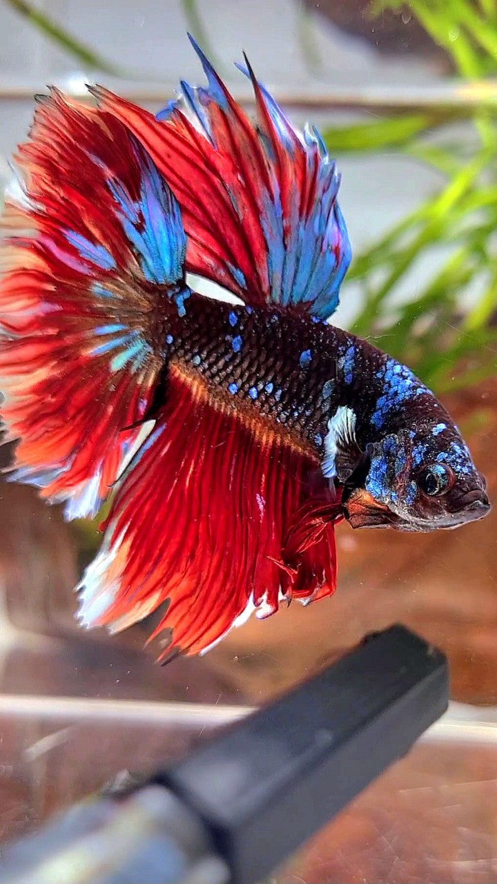 HALFMOON ROSETAIL BLACK GALAXY AVATAR VARIATION BIG EAR BETTA FISH