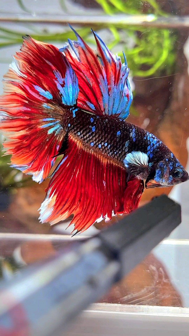 HALFMOON ROSETAIL BLACK GALAXY AVATAR VARIATION BIG EAR BETTA FISH