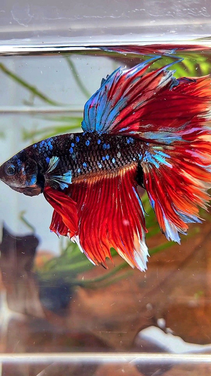 HALFMOON ROSETAIL BLACK GALAXY AVATAR VARIATION BIG EAR BETTA FISH