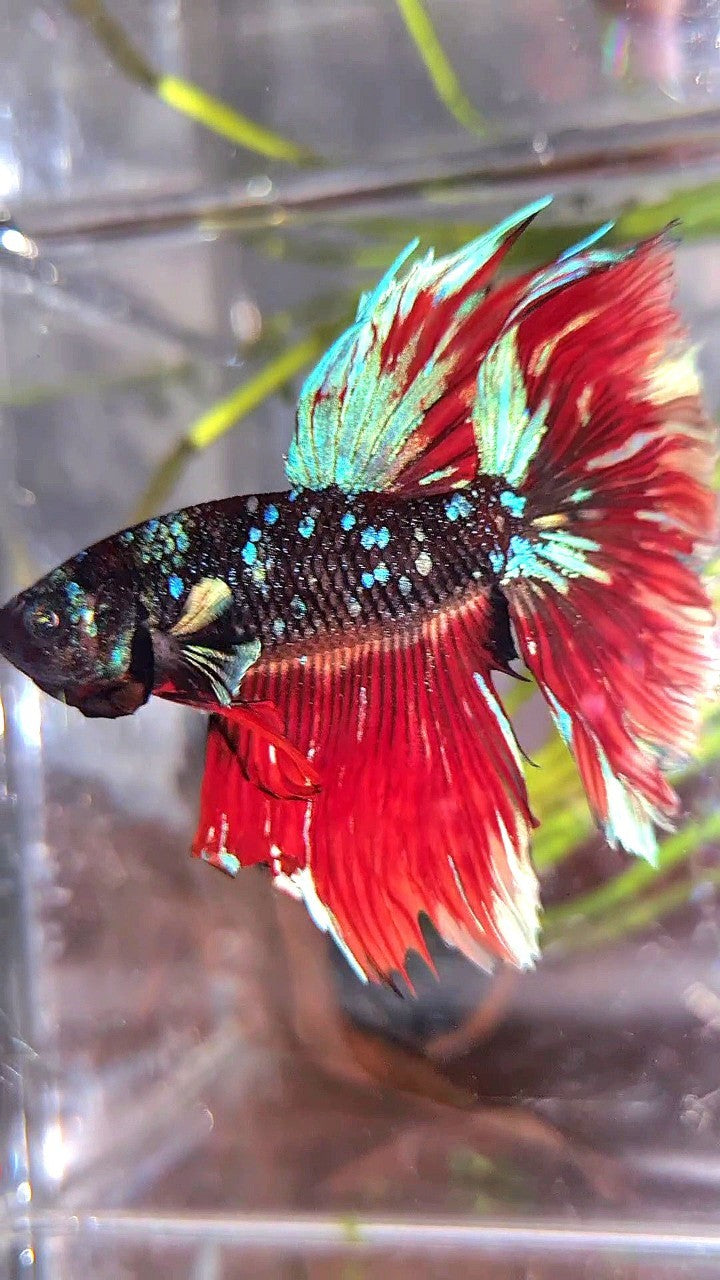 HALFMOON ROSETAIL BLACK GALAXY AVATAR VARIATION BIG EAR BETTA FISH