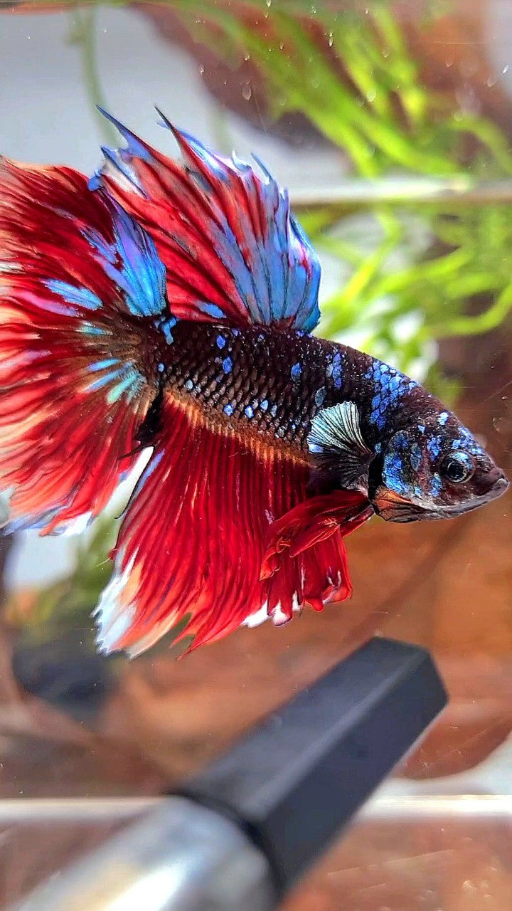 HALFMOON ROSETAIL BLACK GALAXY AVATAR VARIATION BIG EAR BETTA FISH