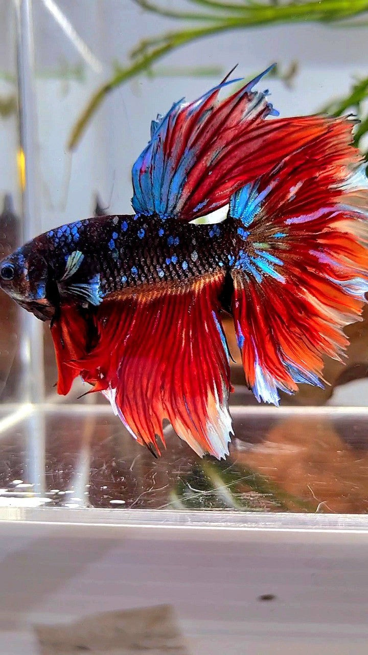 HALFMOON ROSETAIL BLACK GALAXY AVATAR VARIATION BIG EAR BETTA FISH