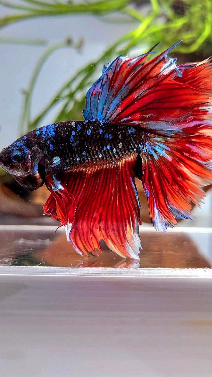 HALFMOON ROSETAIL BLACK GALAXY AVATAR VARIATION BIG EAR BETTA FISH