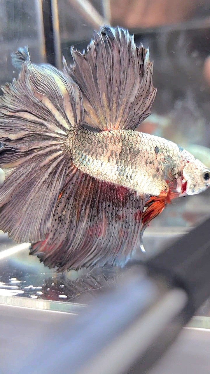 XL HALFMOON WHITE COPPER ORANGE WASH BETTA FISH