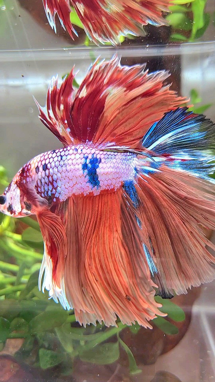 XL HALFMOON ROSETAIL ORANGE FANCY MULTICOLOR BETTA FISH