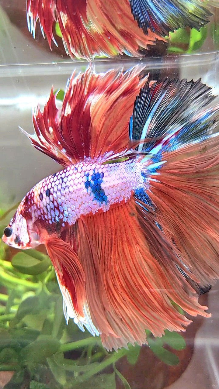 XL HALFMOON ROSETAIL ORANGE FANCY MULTICOLOR BETTA FISH