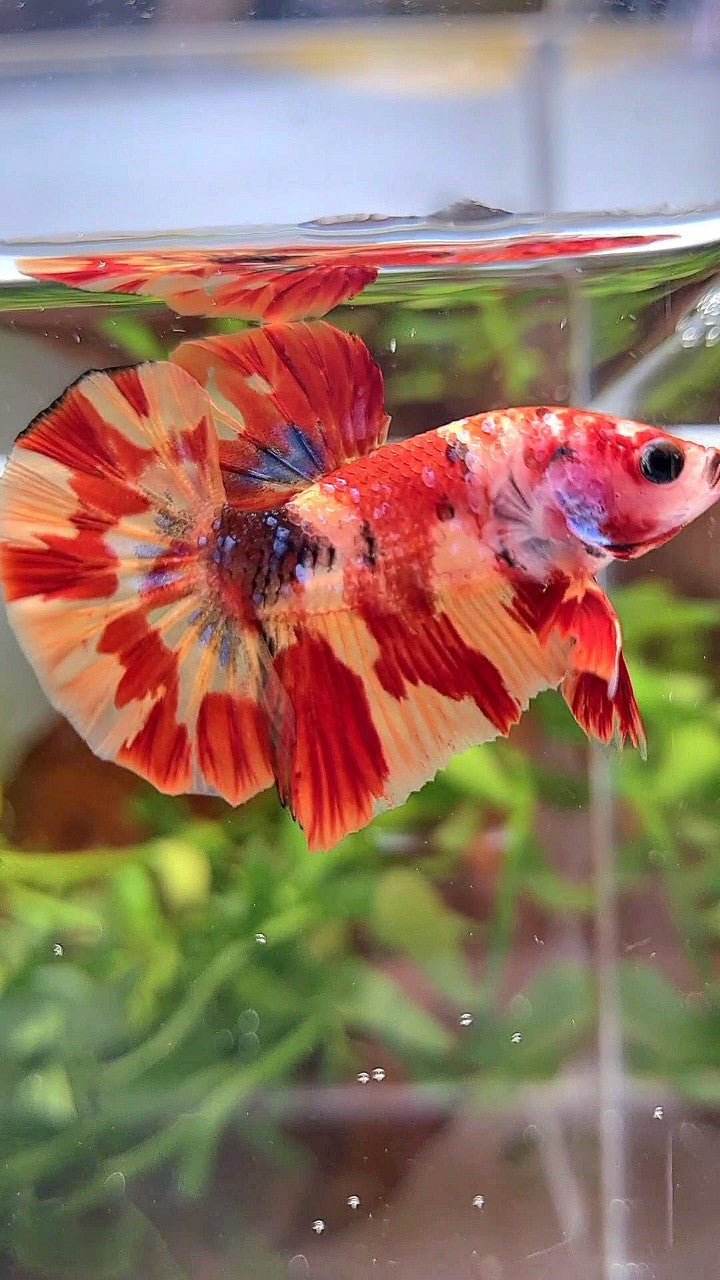 HMPK ORANGE MARBLE FIRE LEOPARD MULTICOLOR BETTA FISH