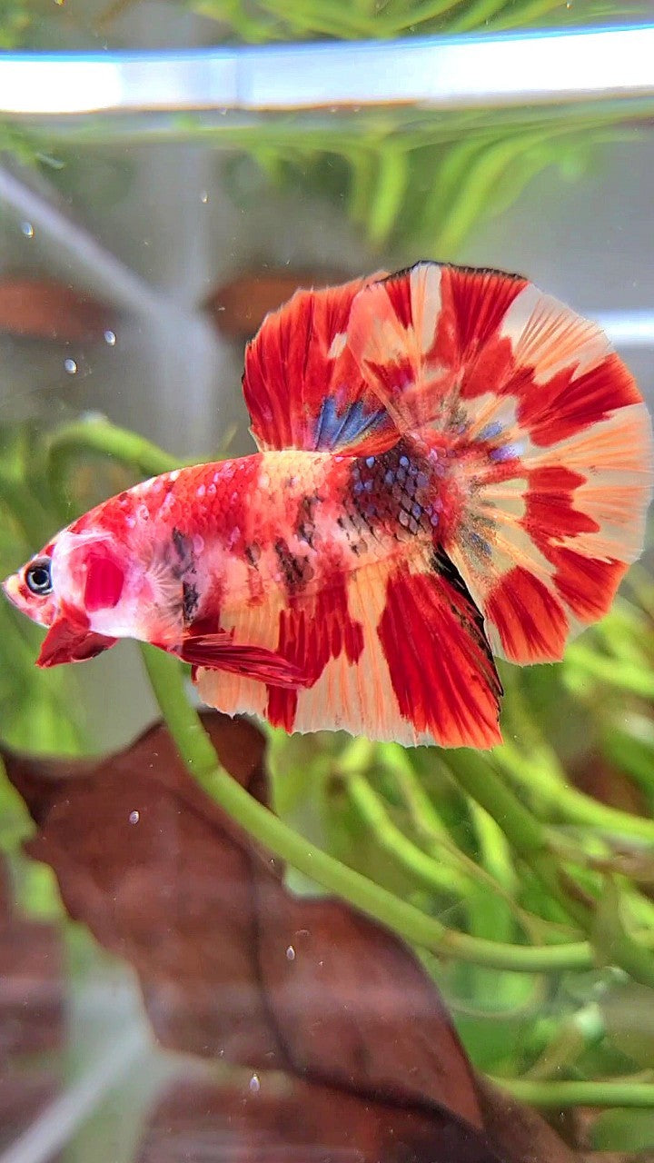 HMPK ORANGE MARBLE FIRE LEOPARD MULTICOLOR BETTA FISH