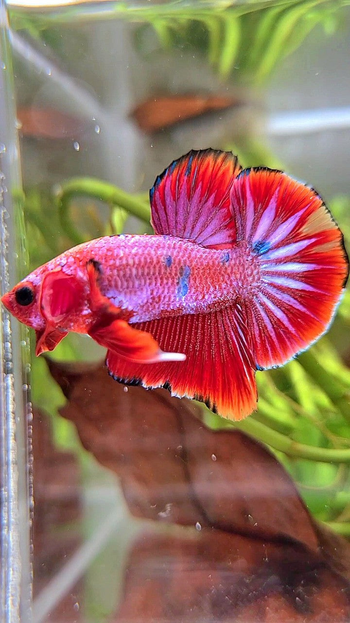 PLAKAT PURPLE RED FANCY STARTAIL BETTA FISH