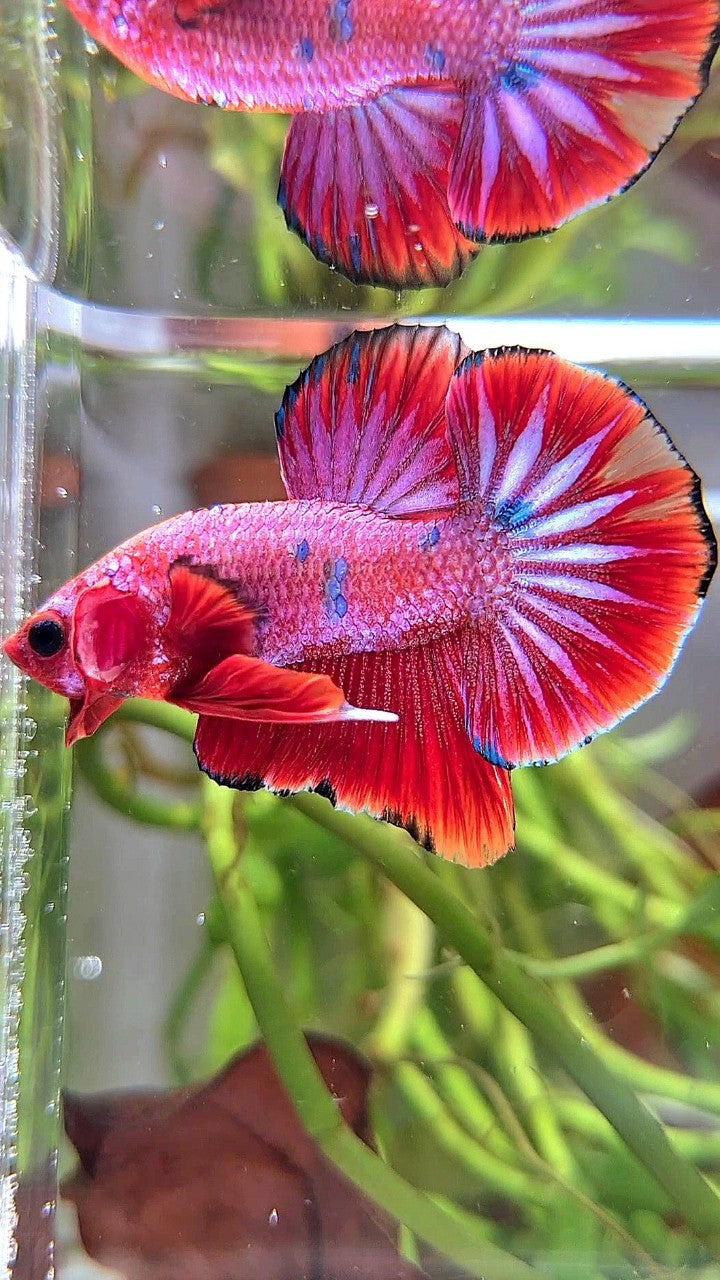 PLAKAT PURPLE RED FANCY STARTAIL BETTA FISH