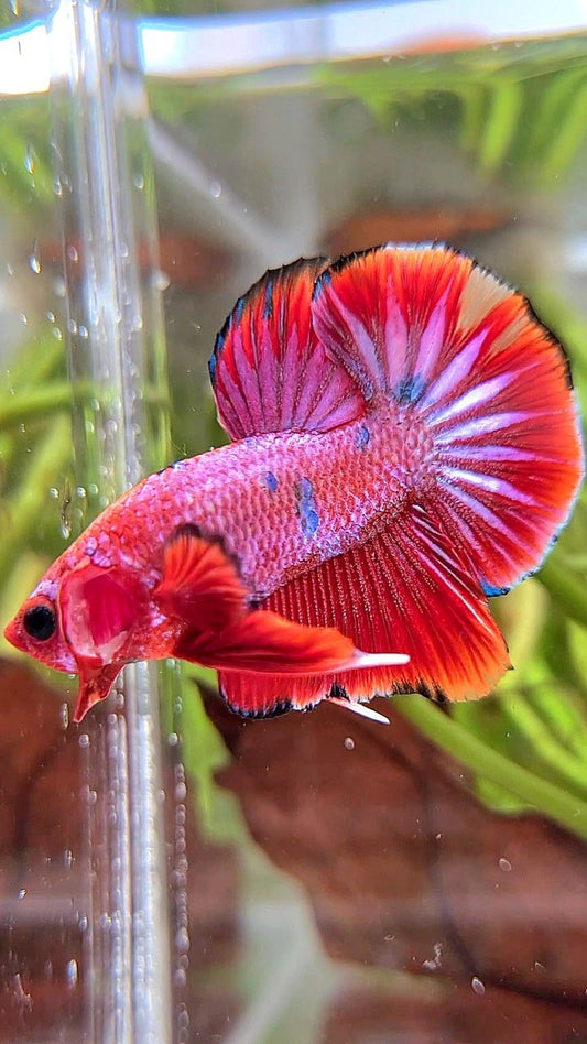 PLAKAT PURPLE RED FANCY STARTAIL BETTA FISH