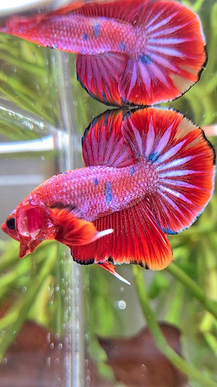 PLAKAT PURPLE RED FANCY STARTAIL BETTA FISH