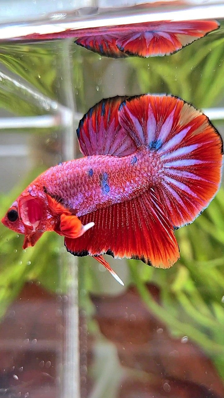 PLAKAT PURPLE RED FANCY STARTAIL BETTA FISH