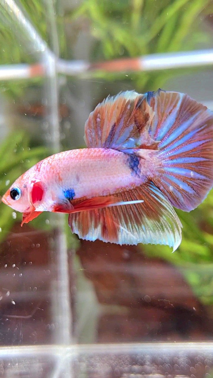 PLAKAT WHITE FANCY MULTICOLOR BETTA FISH