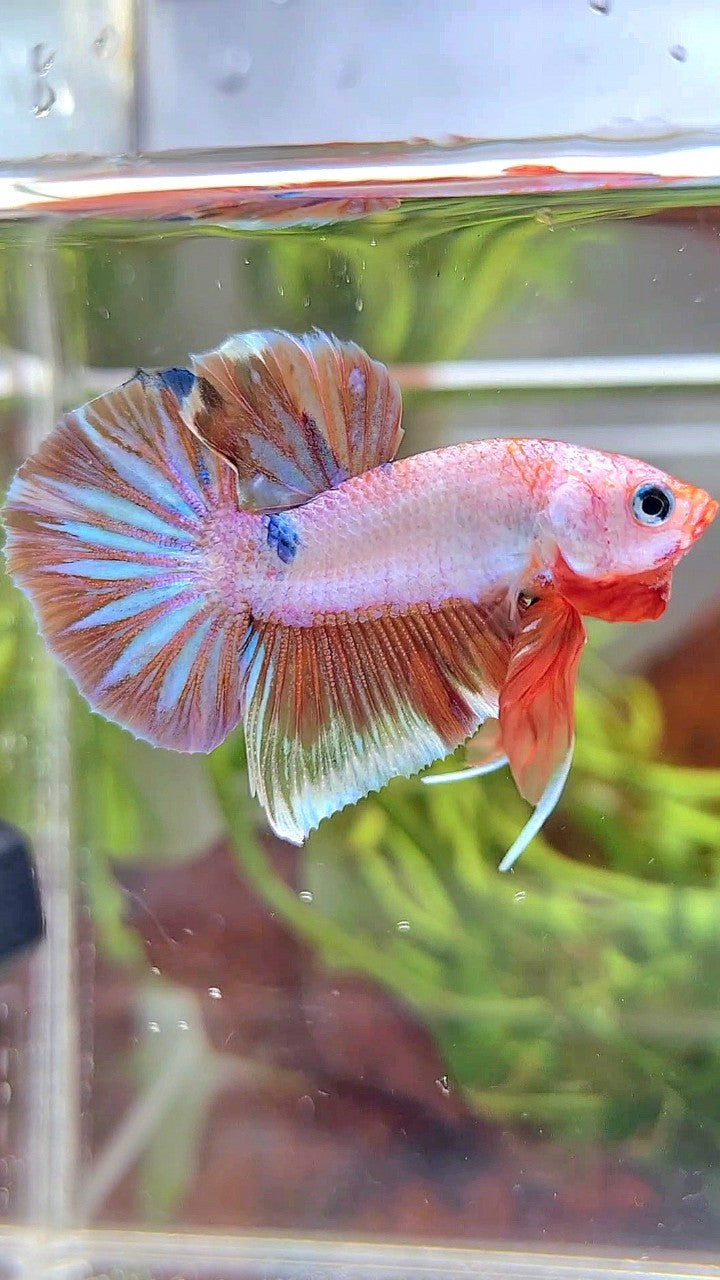 PLAKAT WHITE FANCY MULTICOLOR BETTA FISH