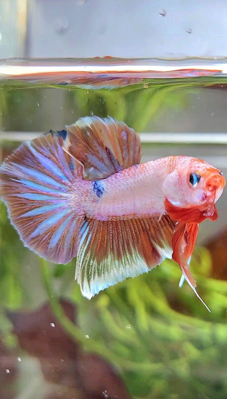 PLAKAT WHITE FANCY MULTICOLOR BETTA FISH