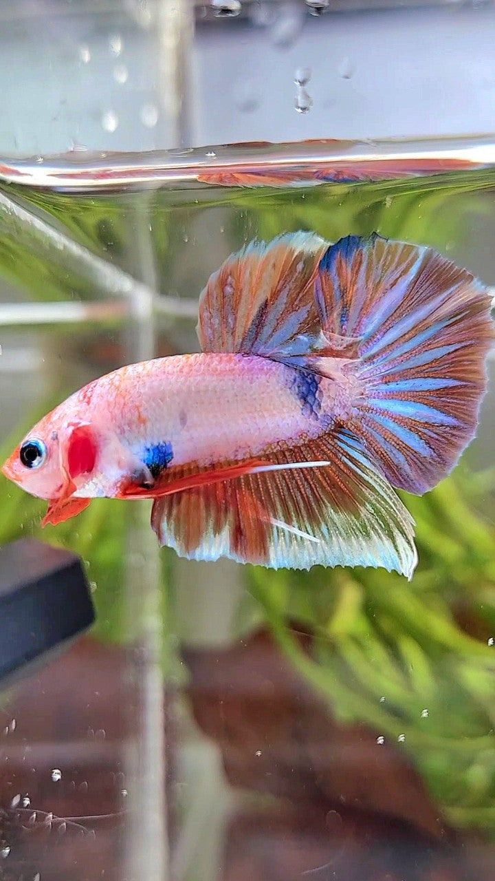 PLAKAT WHITE FANCY MULTICOLOR BETTA FISH