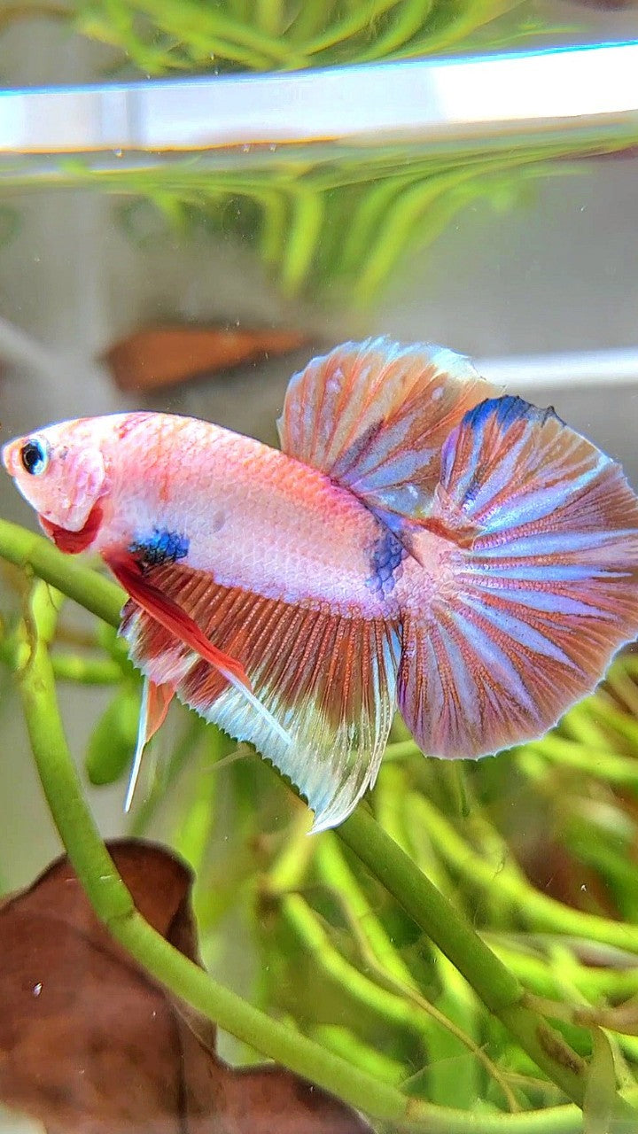 PLAKAT WHITE FANCY MULTICOLOR BETTA FISH