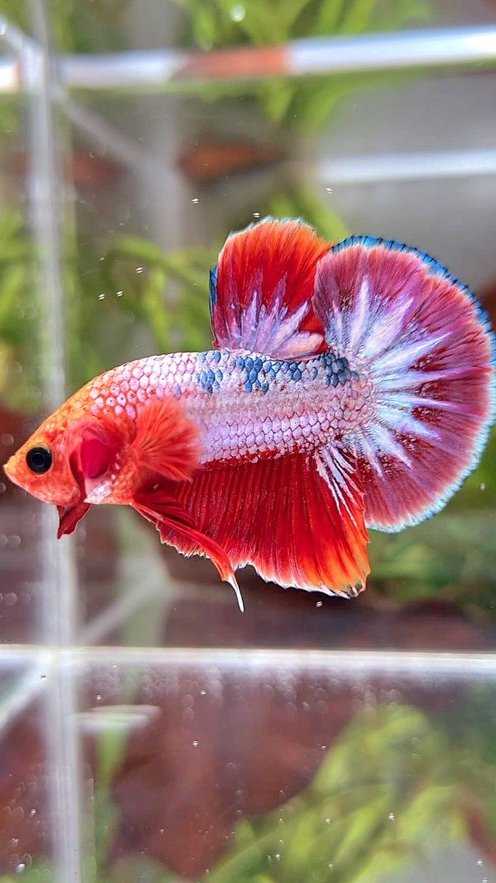 PLAKAT RED FCCP PURPLE BETTA FISH