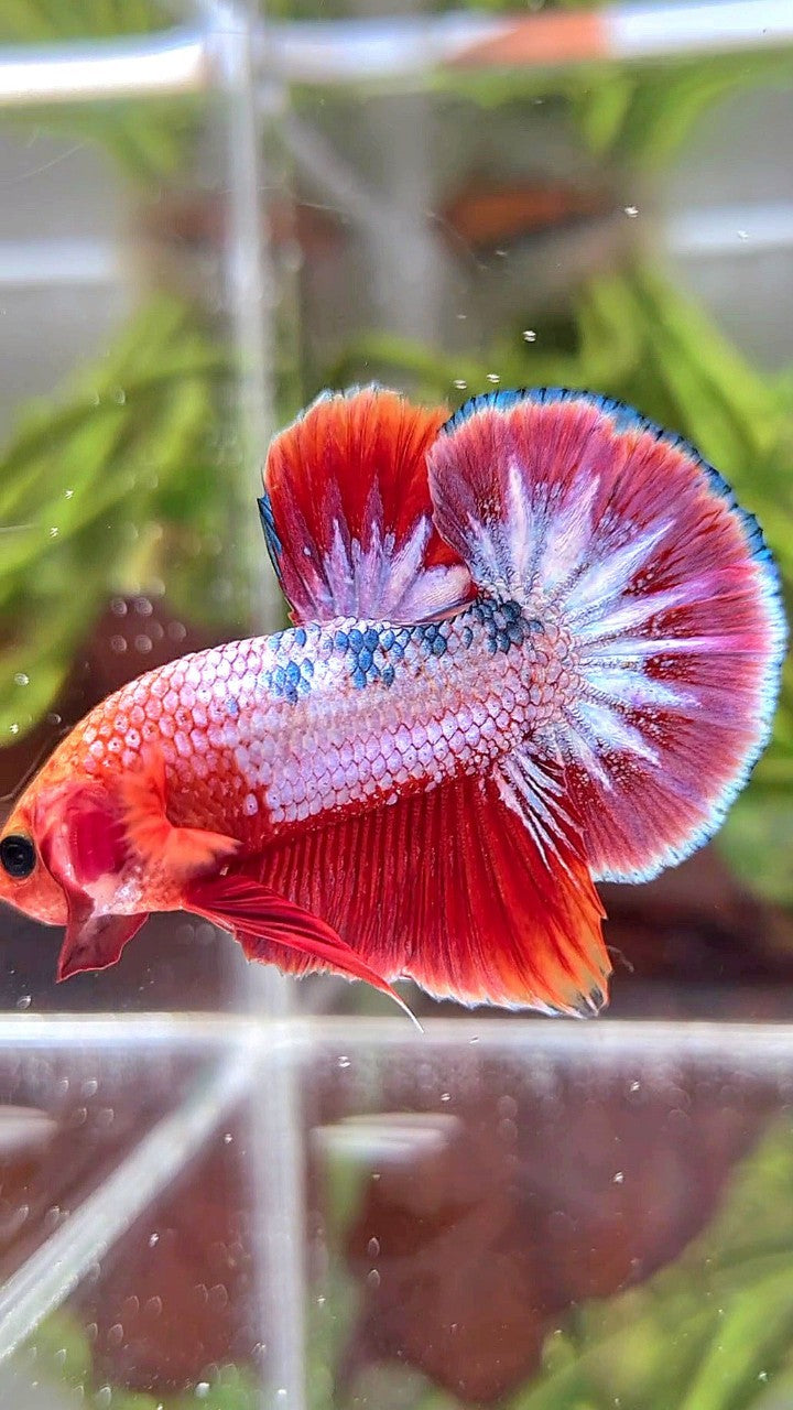 PLAKAT RED FCCP PURPLE BETTA FISH