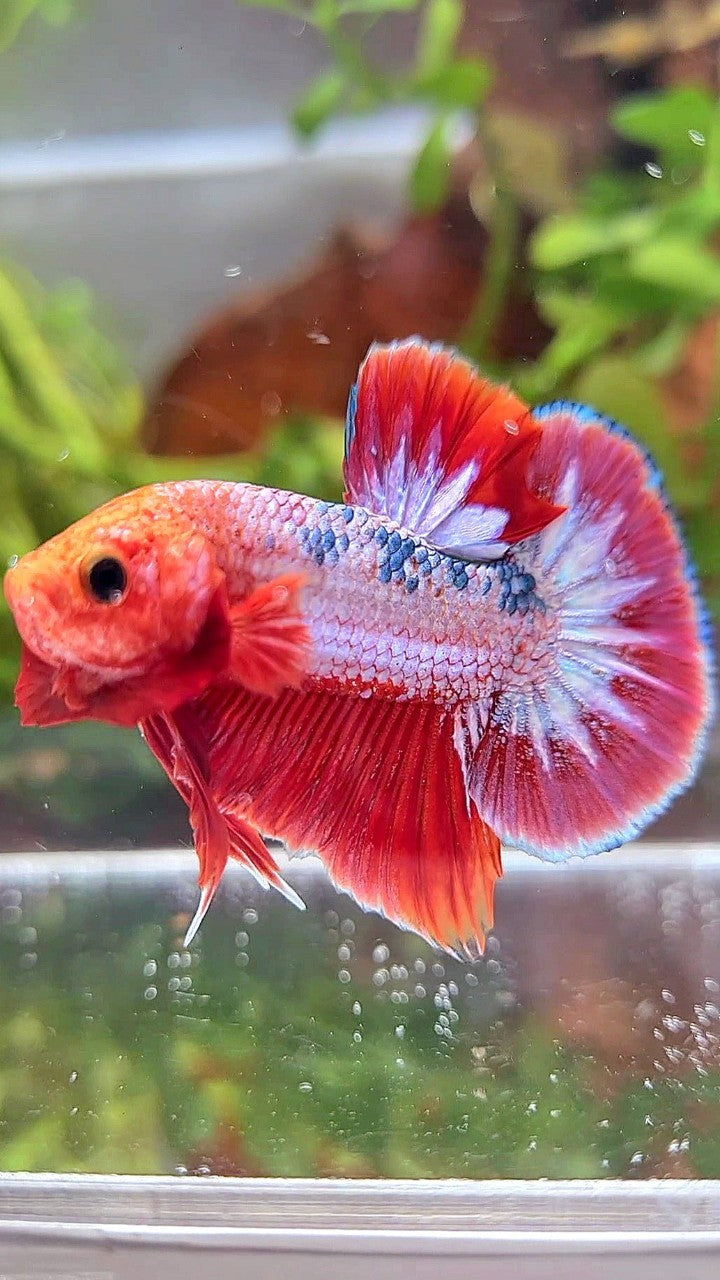 PLAKAT RED FCCP PURPLE BETTA FISH