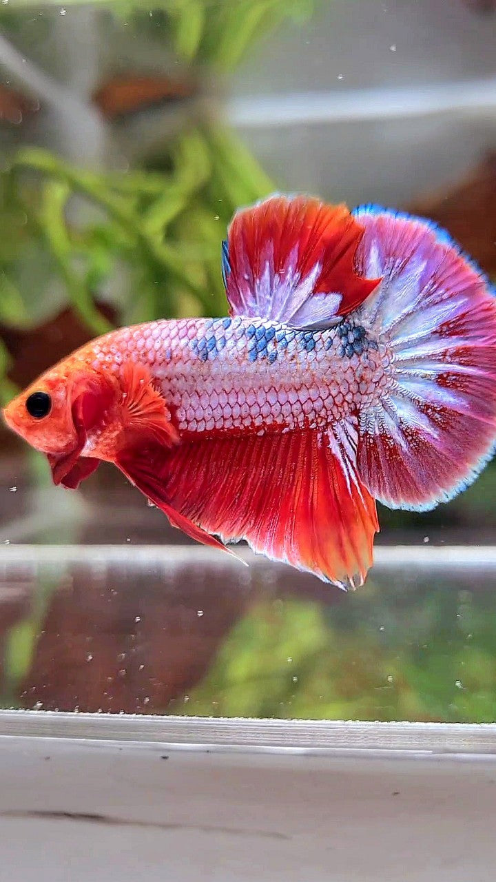 PLAKAT RED FCCP PURPLE BETTA FISH