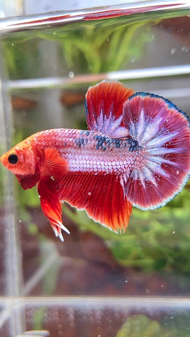 PLAKAT RED FCCP PURPLE BETTA FISH