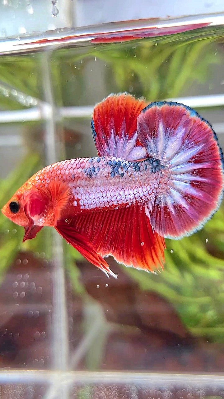 PLAKAT RED FCCP PURPLE BETTA FISH