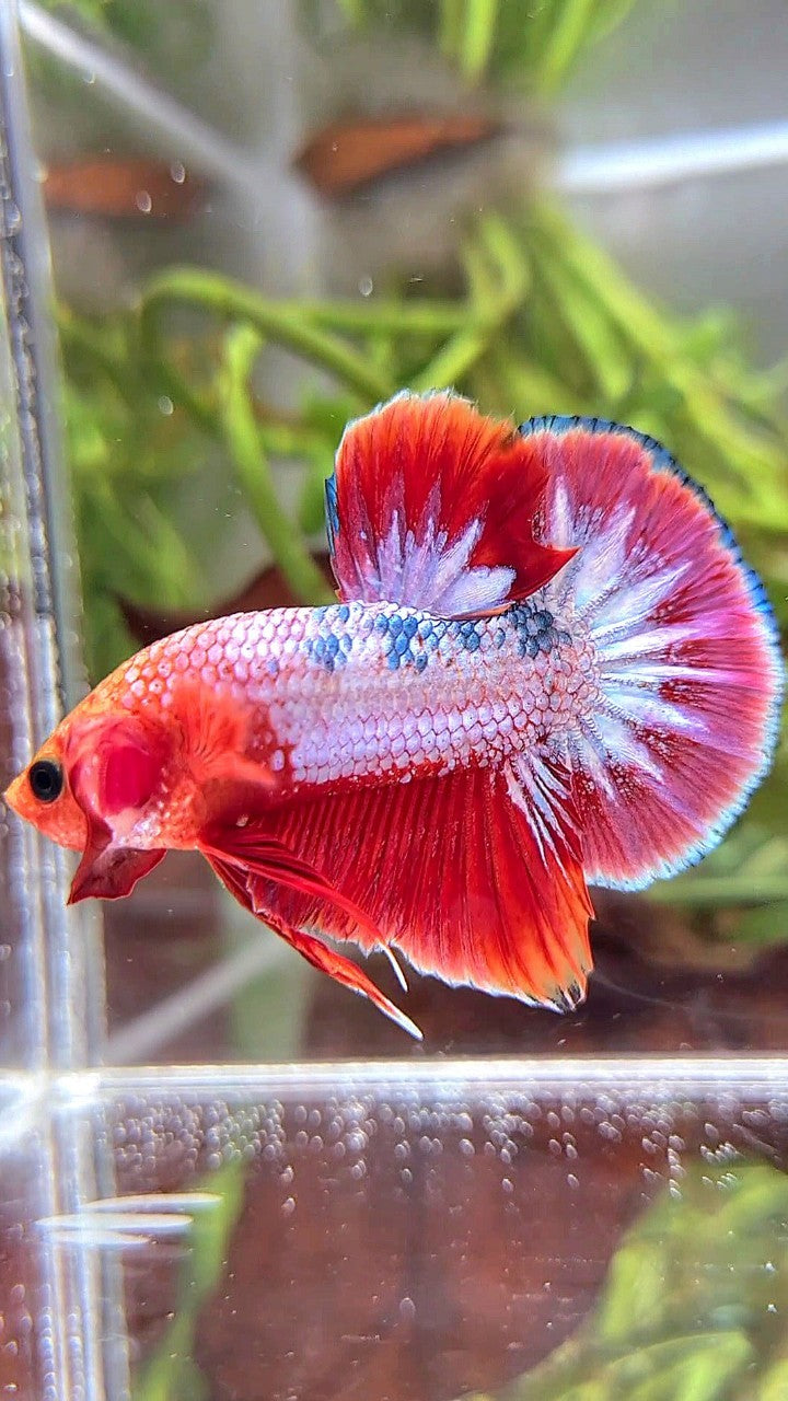 PLAKAT RED FCCP PURPLE BETTA FISH