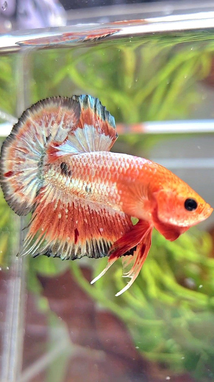 PLAKAT ORANGE FCCP COPPER RIM BETTA FISH