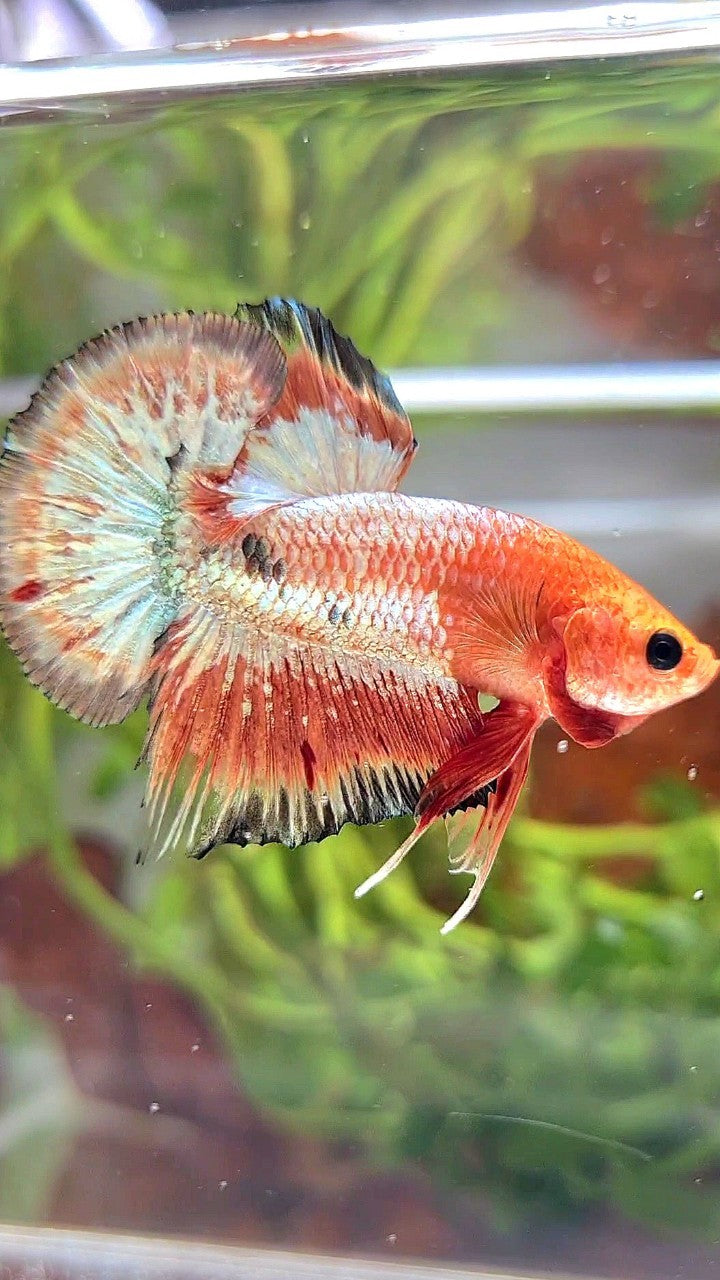 PLAKAT ORANGE FCCP COPPER RIM BETTA FISH