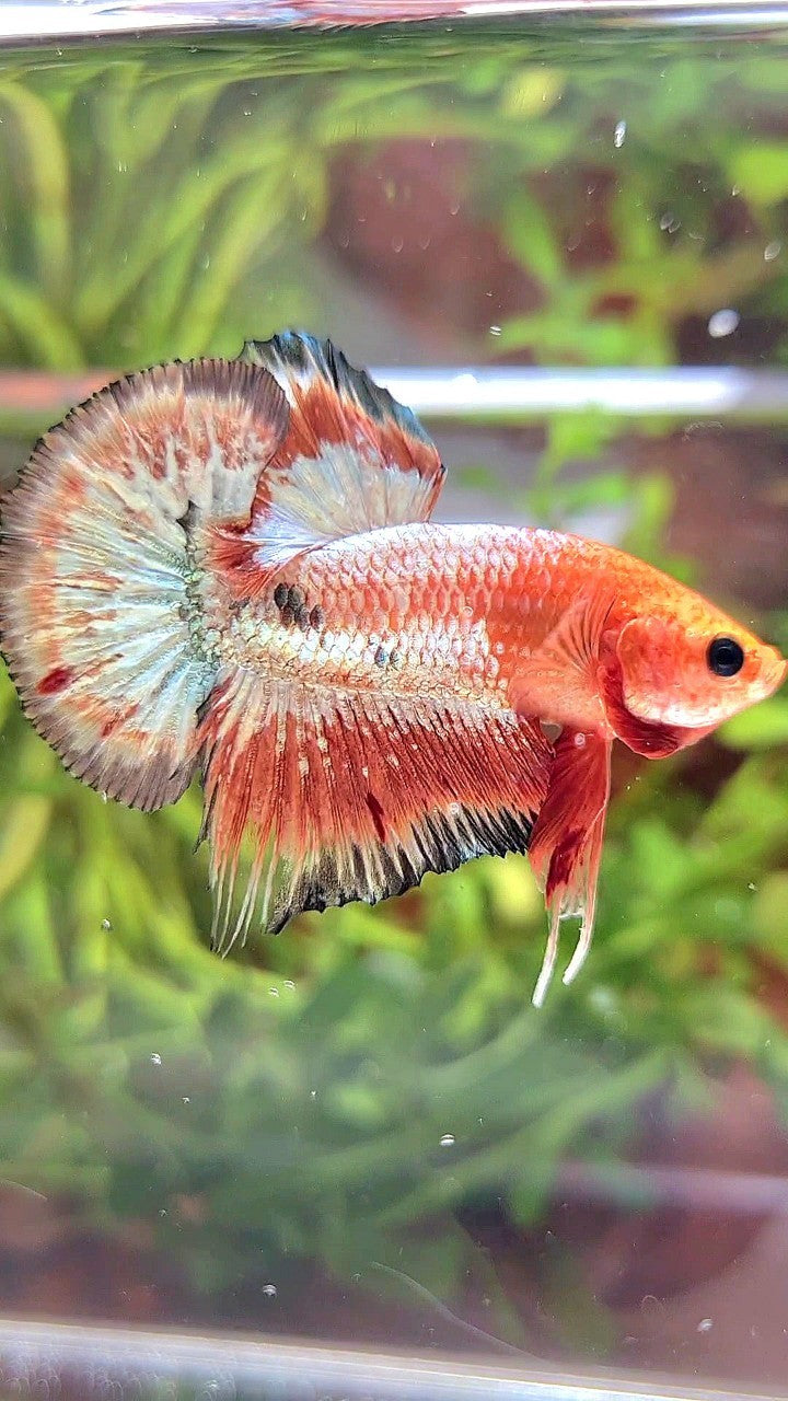 PLAKAT ORANGE FCCP COPPER RIM BETTA FISH