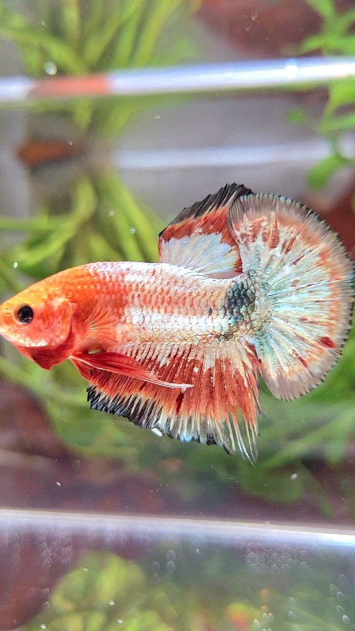 PLAKAT ORANGE FCCP COPPER RIM BETTA FISH