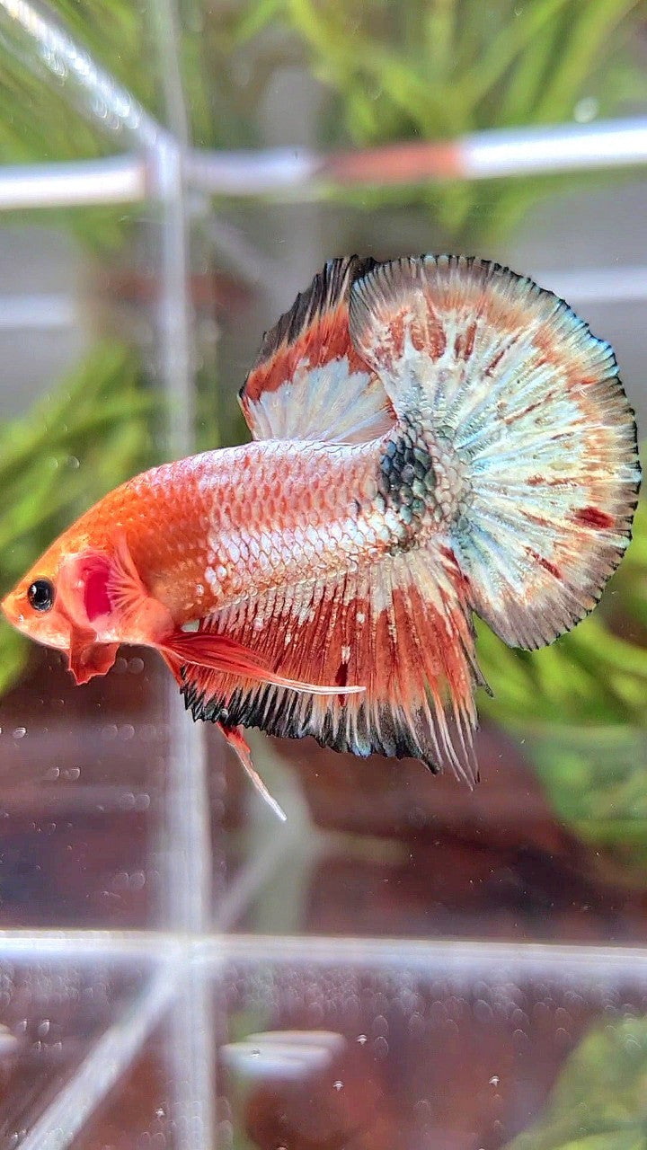 PLAKAT ORANGE FCCP COPPER RIM BETTA FISH