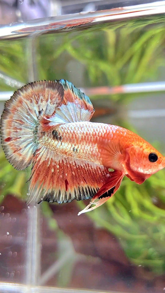 PLAKAT ORANGE FCCP COPPER RIM BETTA FISH