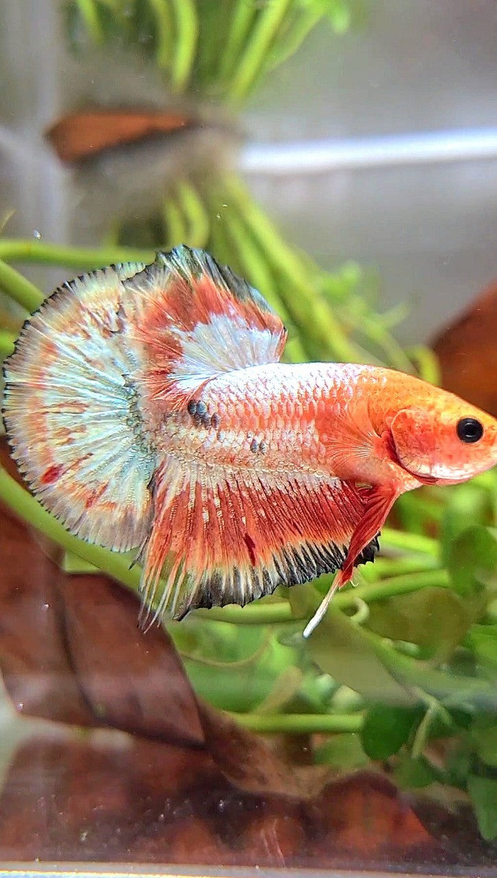 PLAKAT ORANGE FCCP COPPER RIM BETTA FISH