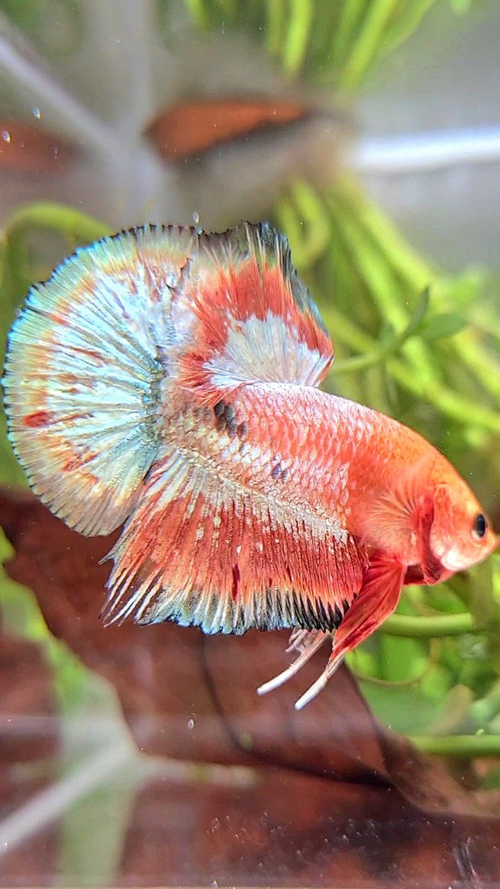 PLAKAT ORANGE FCCP COPPER RIM BETTA FISH