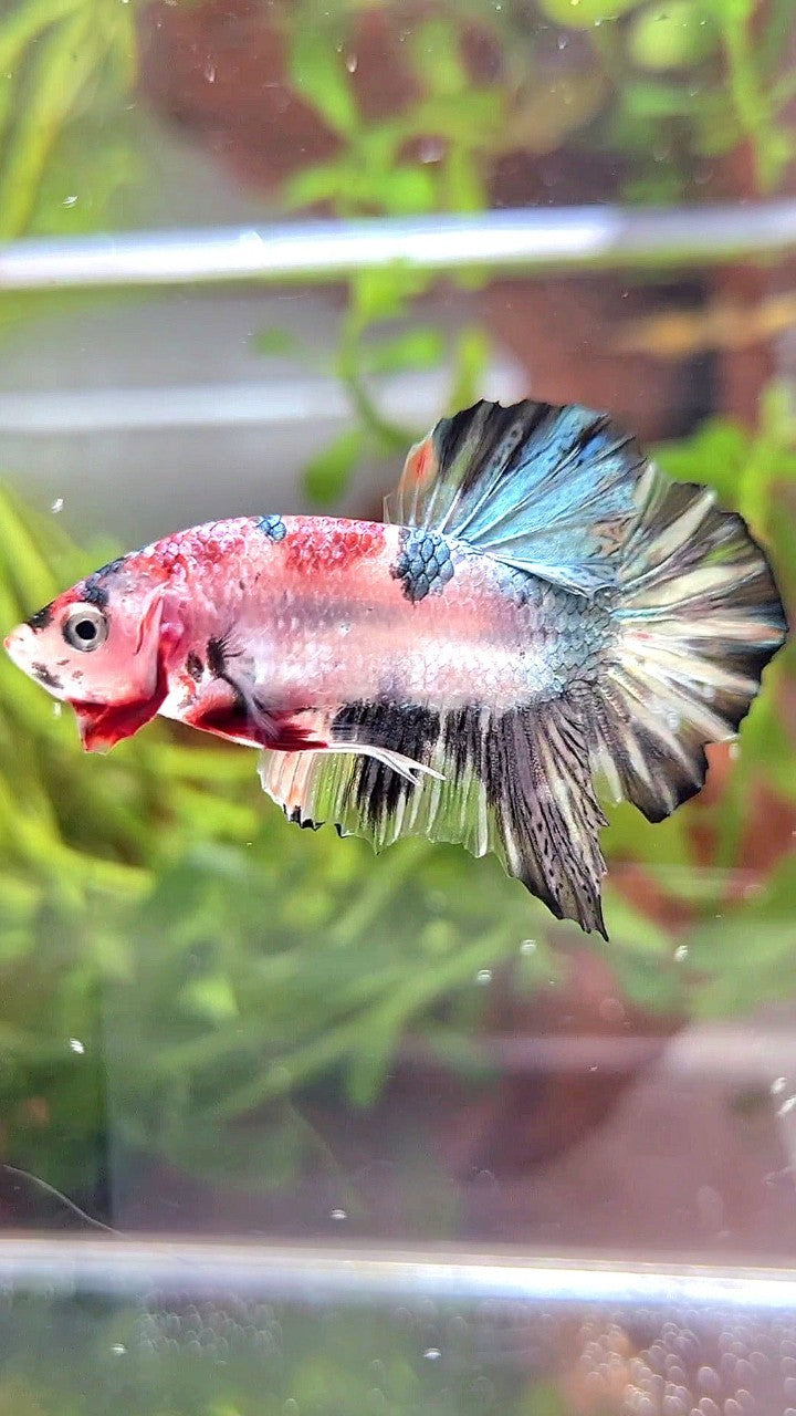 PLAKAT KOI COPPER BETTA FISH