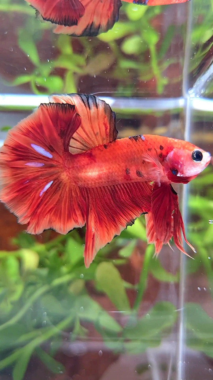 HMPK ORANGE KOI CLASSIC MULTICOLOR BETTA FISH