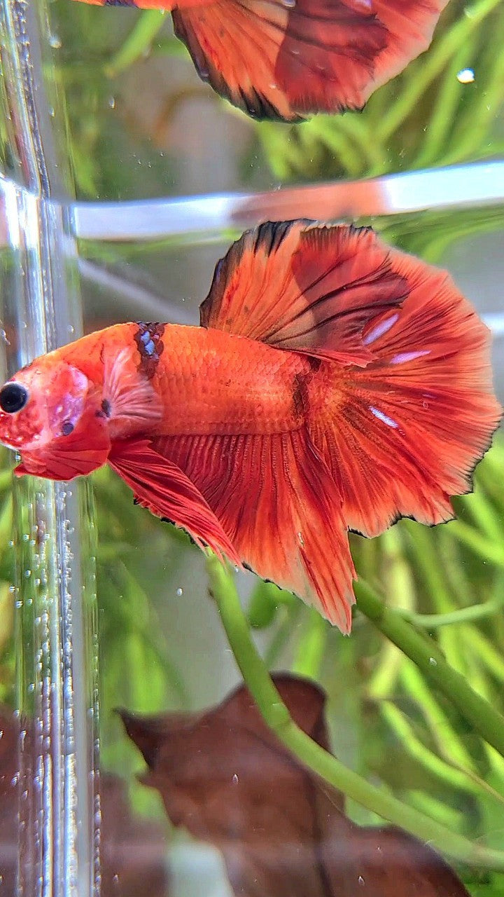 HMPK ORANGE KOI CLASSIC MULTICOLOR BETTA FISH