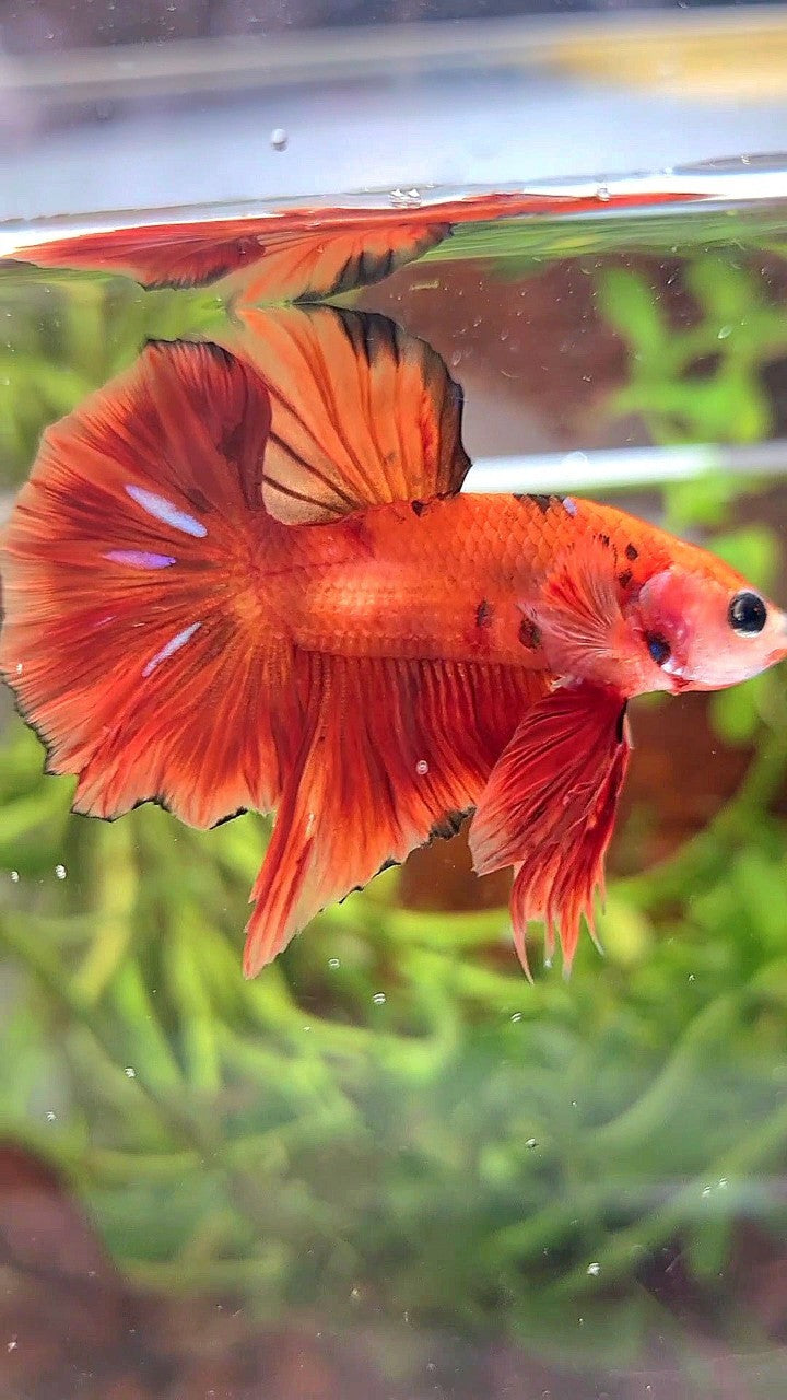 HMPK ORANGE KOI CLASSIC MULTICOLOR BETTA FISH