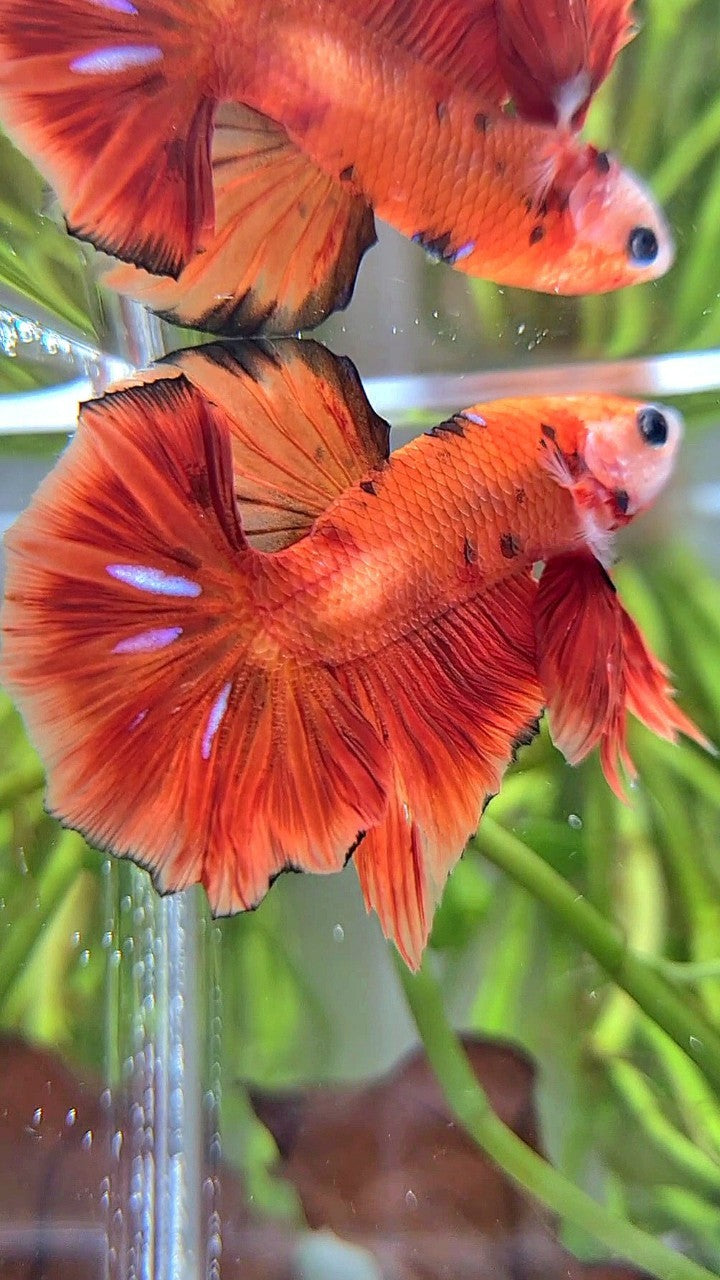 HMPK ORANGE KOI CLASSIC MULTICOLOR BETTA FISH