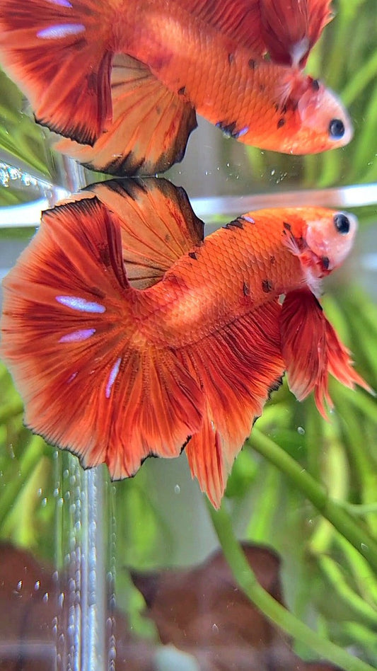 HMPK ORANGE KOI CLASSIC MULTICOLOR BETTA FISH