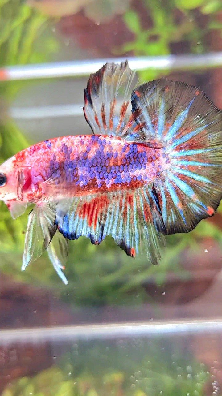 HMPK KOI FANCY MULTICOLOR BETTA FISH