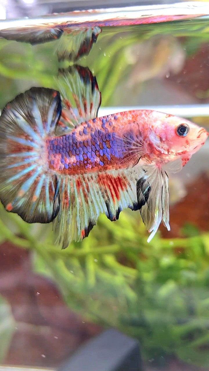 HMPK KOI FANCY MULTICOLOR BETTA FISH