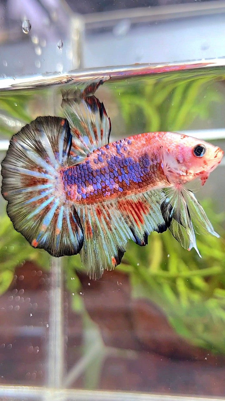 HMPK KOI FANCY MULTICOLOR BETTA FISH