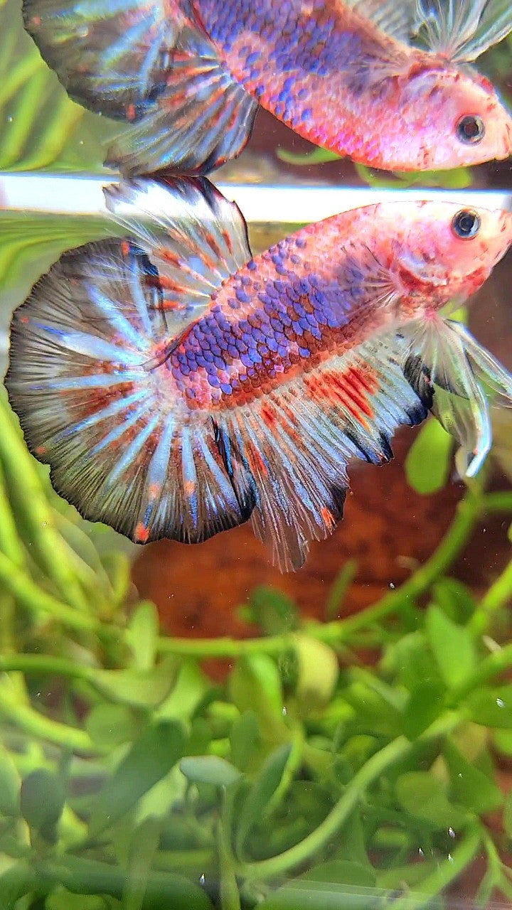 HMPK KOI FANCY MULTICOLOR BETTA FISH