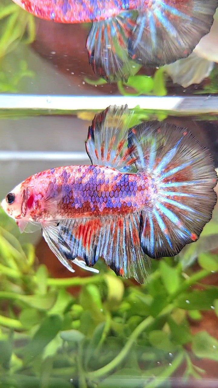 HMPK KOI FANCY MULTICOLOR BETTA FISH